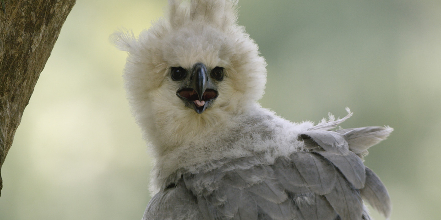 Aguilucho: Dance of the Harpy Eagle_3