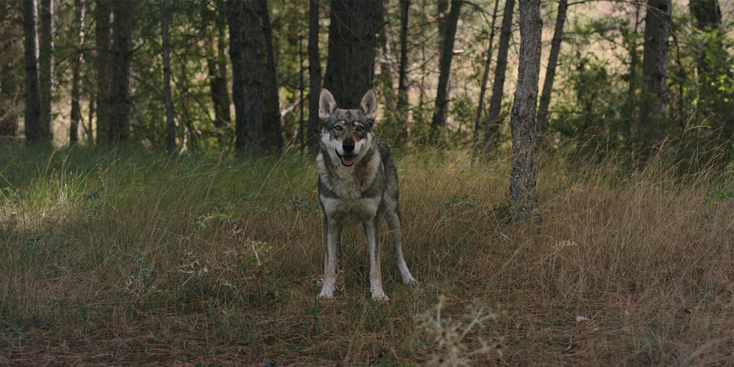She Wolf Totem_2